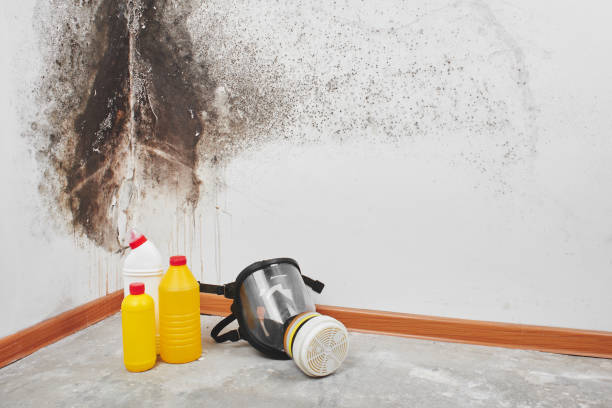 Best Mold Removal Company Near Me  in Lake Dunlap, TX