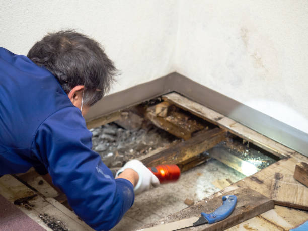Best Mold Removal Near Me  in Lake Dunlap, TX