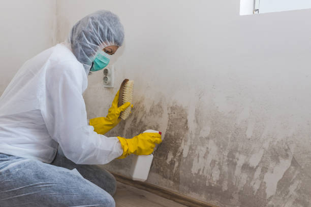 Best Mold Damage Repair  in Lake Dunlap, TX