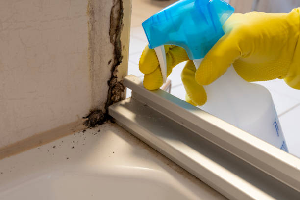 Best Residential Mold Removal  in Lake Dunlap, TX