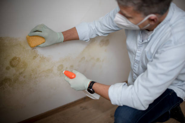 Best Affordable Mold Removal  in Lake Dunlap, TX