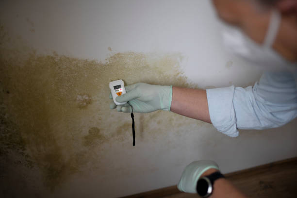 Best Mold Testing and Removal  in Lake Dunlap, TX