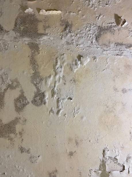 Water Damage Restoration in Lake Dunlap, TX