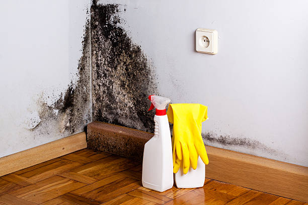 Best Certified Mold Removal  in Lake Dunlap, TX