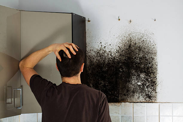 Best Mold Remediation  in Lake Dunlap, TX