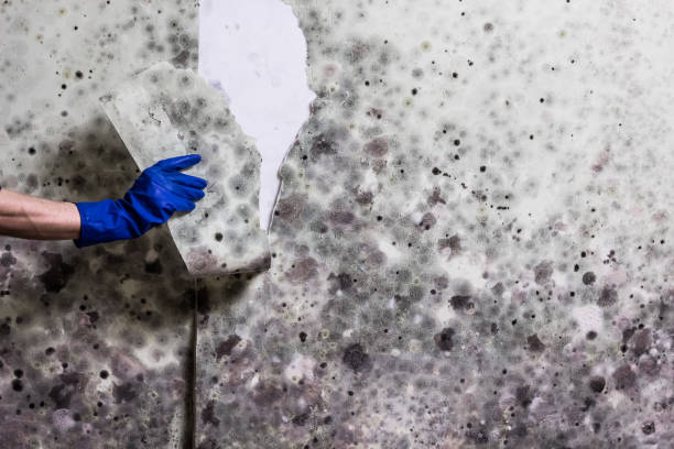 Best Mold Removal and Inspection  in Lake Dunlap, TX