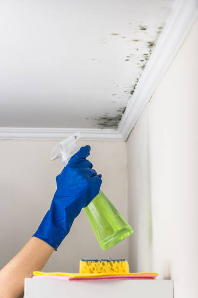 Best Residential Mold Removal  in Lake Dunlap, TX